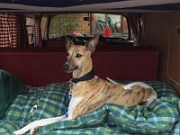 VW Dogs