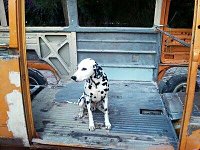 VW Dogs
