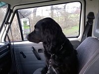 VW Dogs