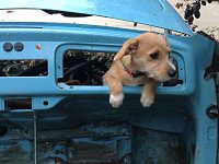 VW Dogs