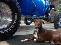 VW Dogs