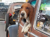 VW Dogs