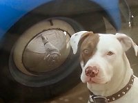 VW Dogs