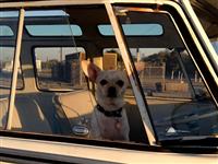VW Dogs