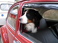 VW Dogs