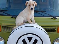 VW Dogs