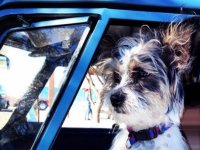 VW Dogs