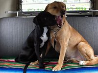 VW Dogs