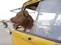 VW Dogs