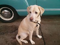 VW Dogs