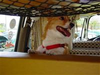 VW Dogs