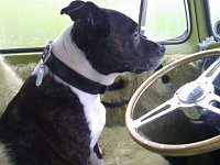 VW Dogs
