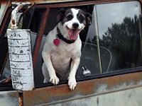VW Dogs