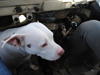 VW Dogs