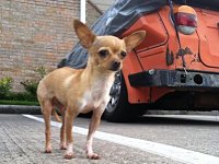 VW Dogs