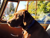 VW Dogs