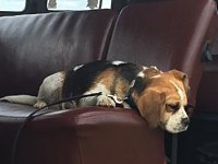 VW Dogs