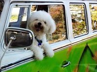 VW Dogs