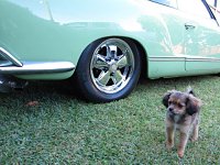VW Dogs