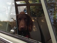 VW Dogs