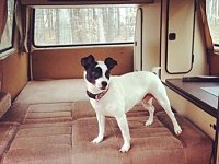 VW Dogs