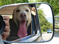 VW Dogs