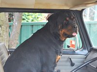 VW Dogs