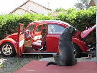 VW Dogs