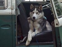 VW Dogs