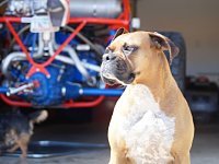 VW Dogs