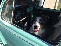 VW Dogs