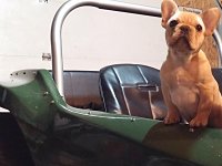 VW Dogs