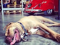 VW Dogs