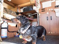 VW Dogs