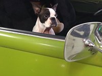 VW Dogs