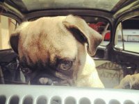 VW Dogs