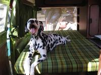 VW Dogs