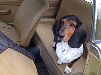 VW Dogs