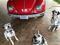 VW Dogs