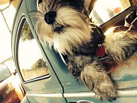 VW Dogs