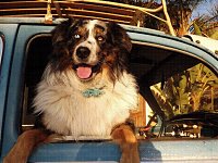 VW Dogs