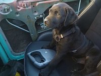 VW Dogs