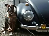 VW Dogs