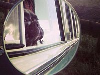 VW Dogs