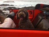 VW Dogs