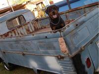 VW Dogs