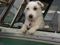 VW Dogs