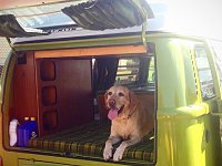 VW Dogs