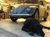 VW Dogs