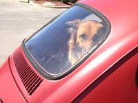 VW Dogs
